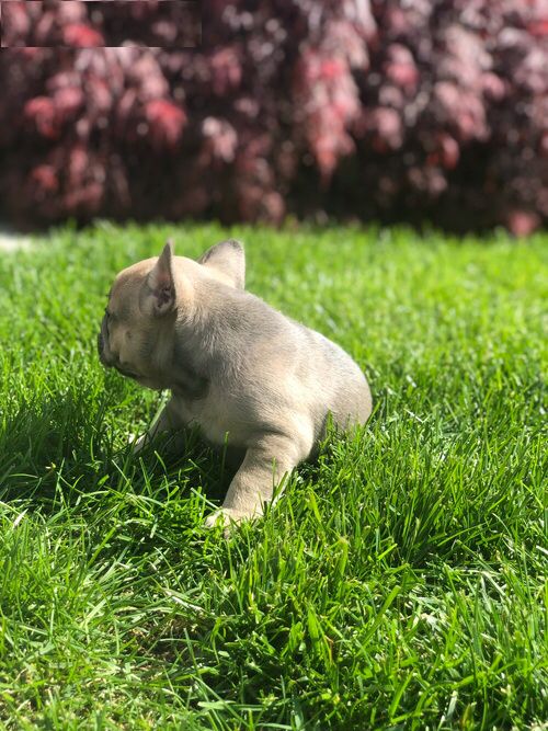 Schöne Französische Bulldoggenwelpen Schöne Französische Bulldoggenwelpen