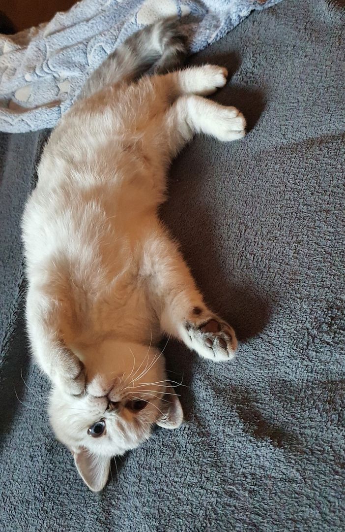 Bkh Kitten Bkh Kitten