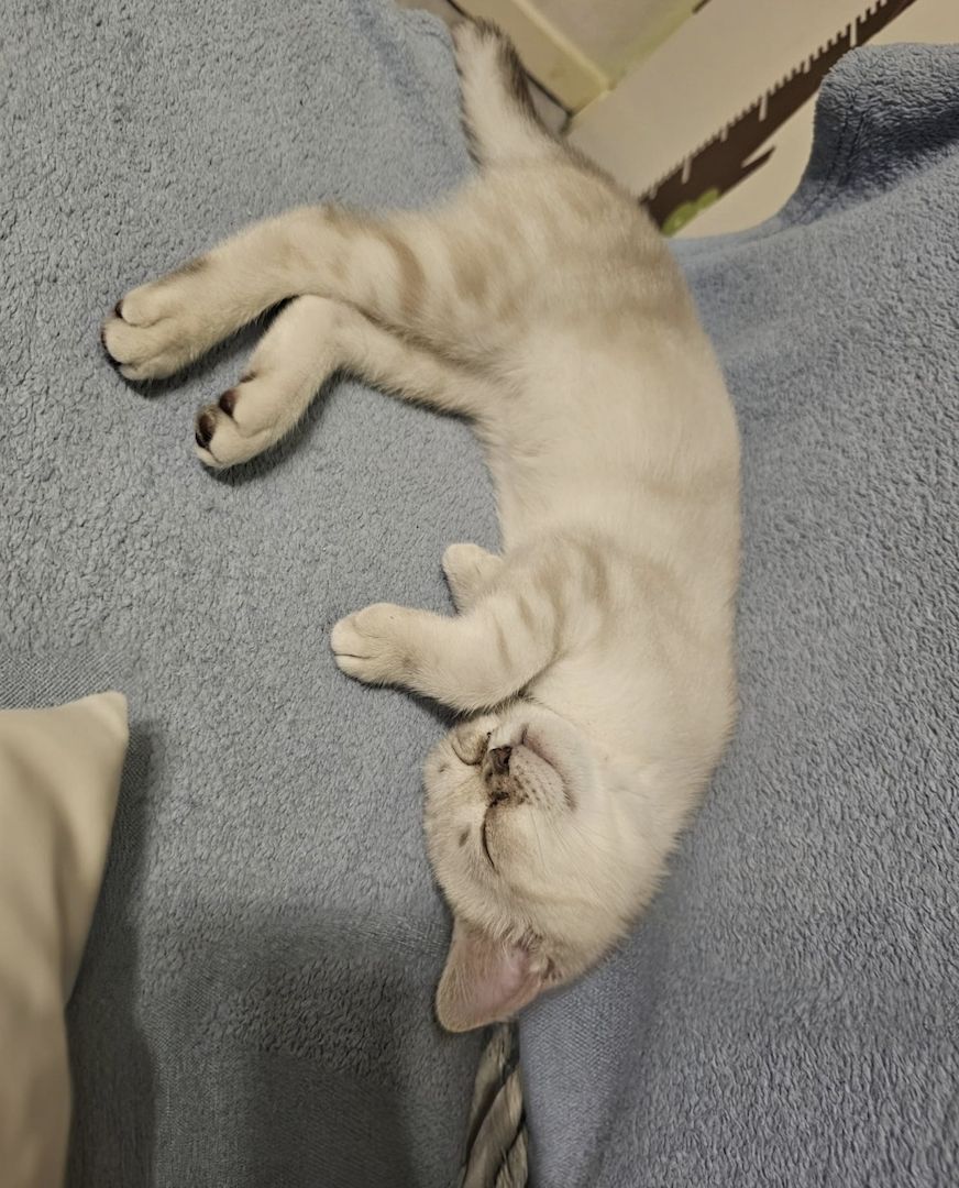 Bkh Kitten Bkh Kitten
