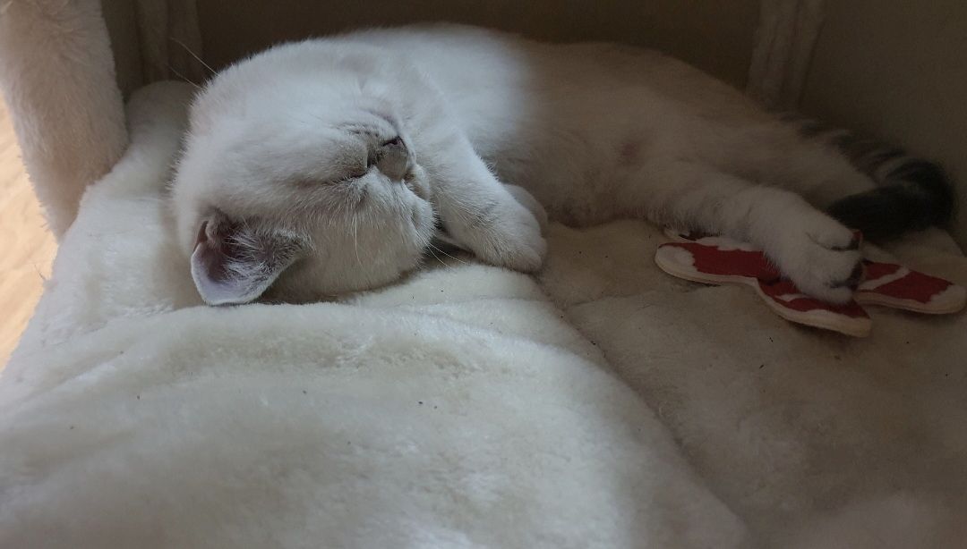 Bkh Kitten Bkh Kitten