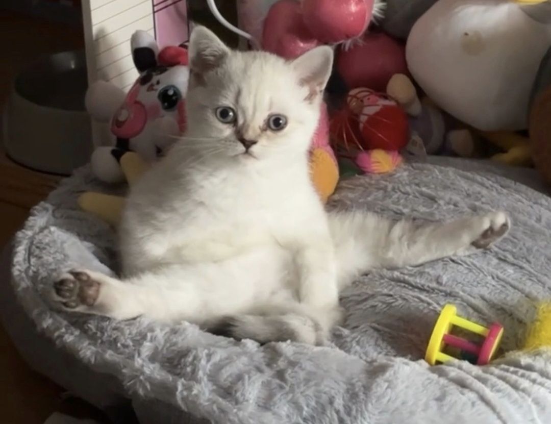 Bkh Kitten Bkh Kitten