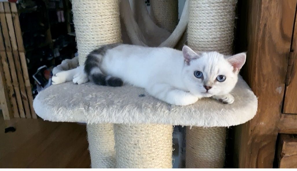 Bkh Kitten Bkh Kitten