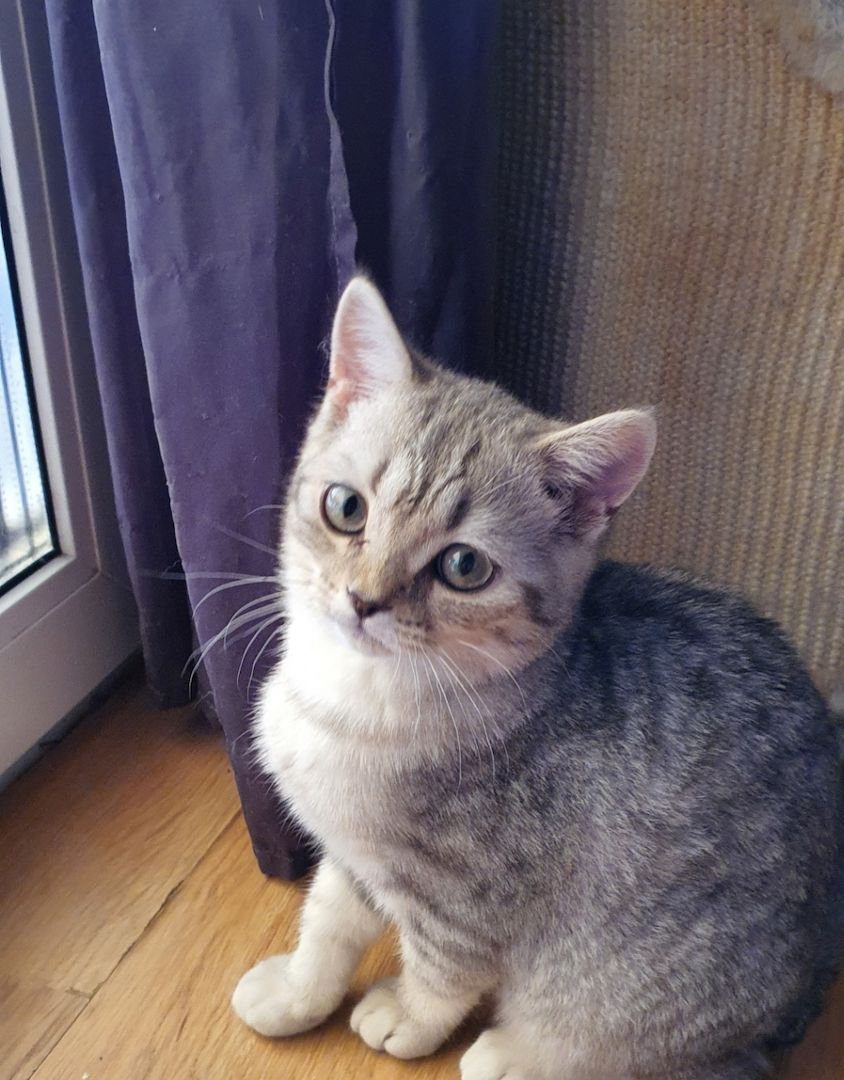 Bkh Kitten Bkh Kitten