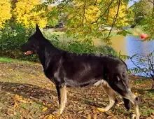 Osteuropäischer Schäferhund