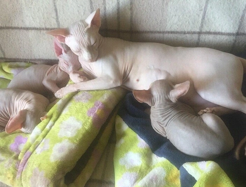 Canadian Sphynx .