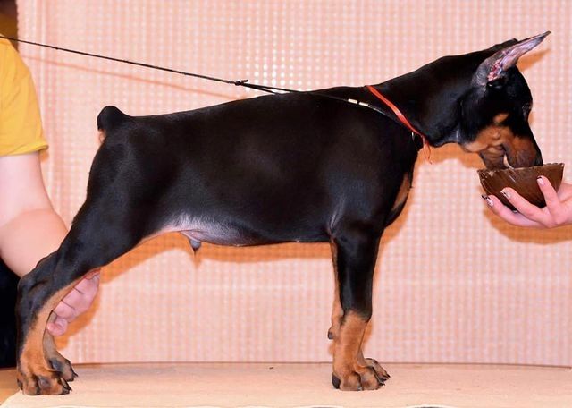 Schöne Dobermann-Welpen abzugeben. (FCI Ahnentafel)