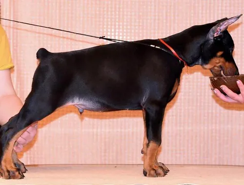 Schöne Dobermann-Welpen abzugeben. (FCI Ahnentafel)