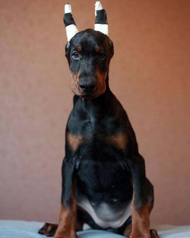 Schöne Dobermann-Welpen abzugeben. (FCI Ahnentafel)