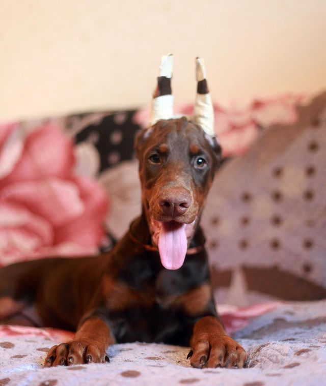 Schöne Dobermann-Welpen abzugeben. (FCI Ahnentafel)