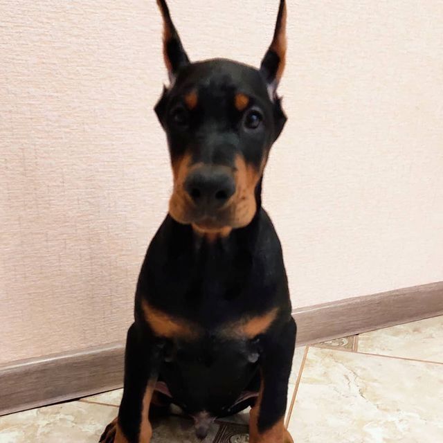 Schöne Dobermann-Welpen abzugeben. (FCI Ahnentafel)