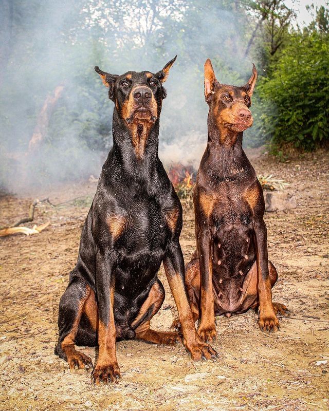 Schöne Dobermann-Welpen abzugeben. (FCI Ahnentafel)