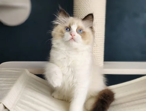 Ragdoll Male and Female Kittens