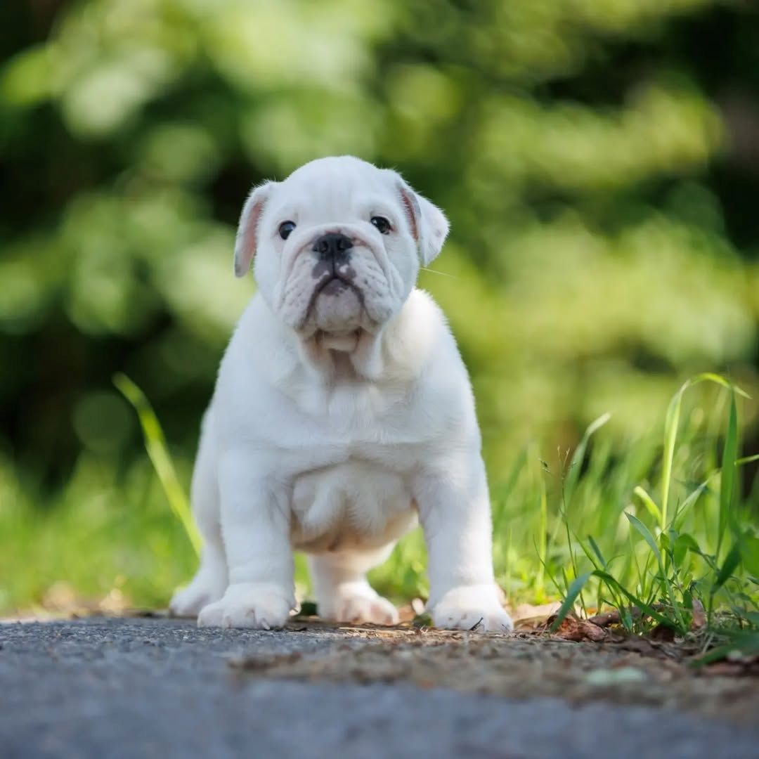 TOP OEB Old English Bulldog  Welpen suchen ein Zuhause.