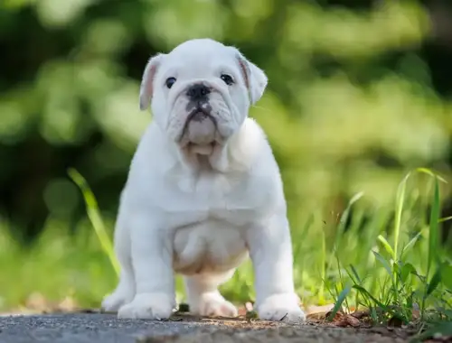 TOP OEB Old English Bulldog  Welpen suchen ein Zuhause.