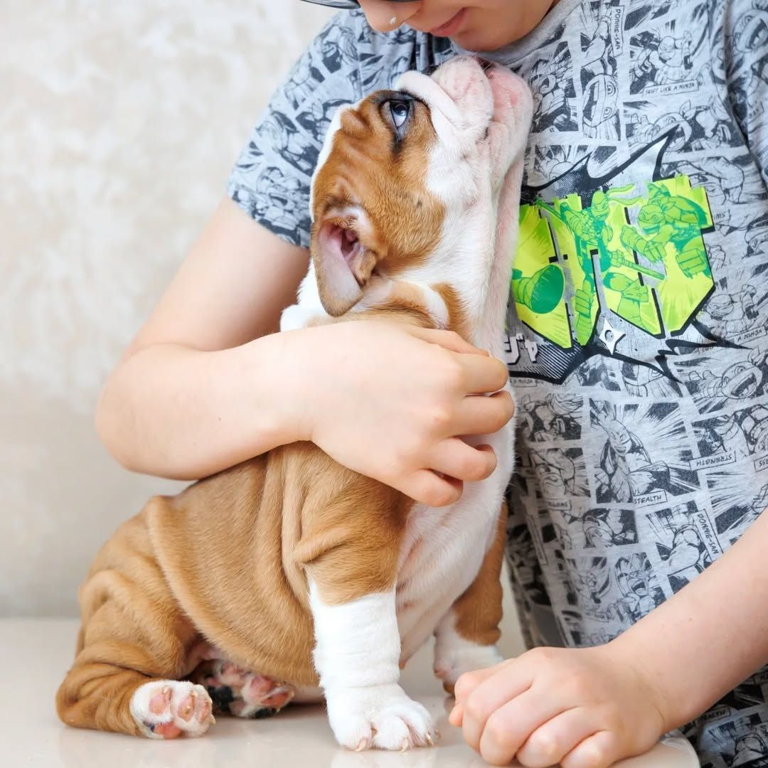 TOP OEB Old English Bulldog  Welpen suchen ein Zuhause.