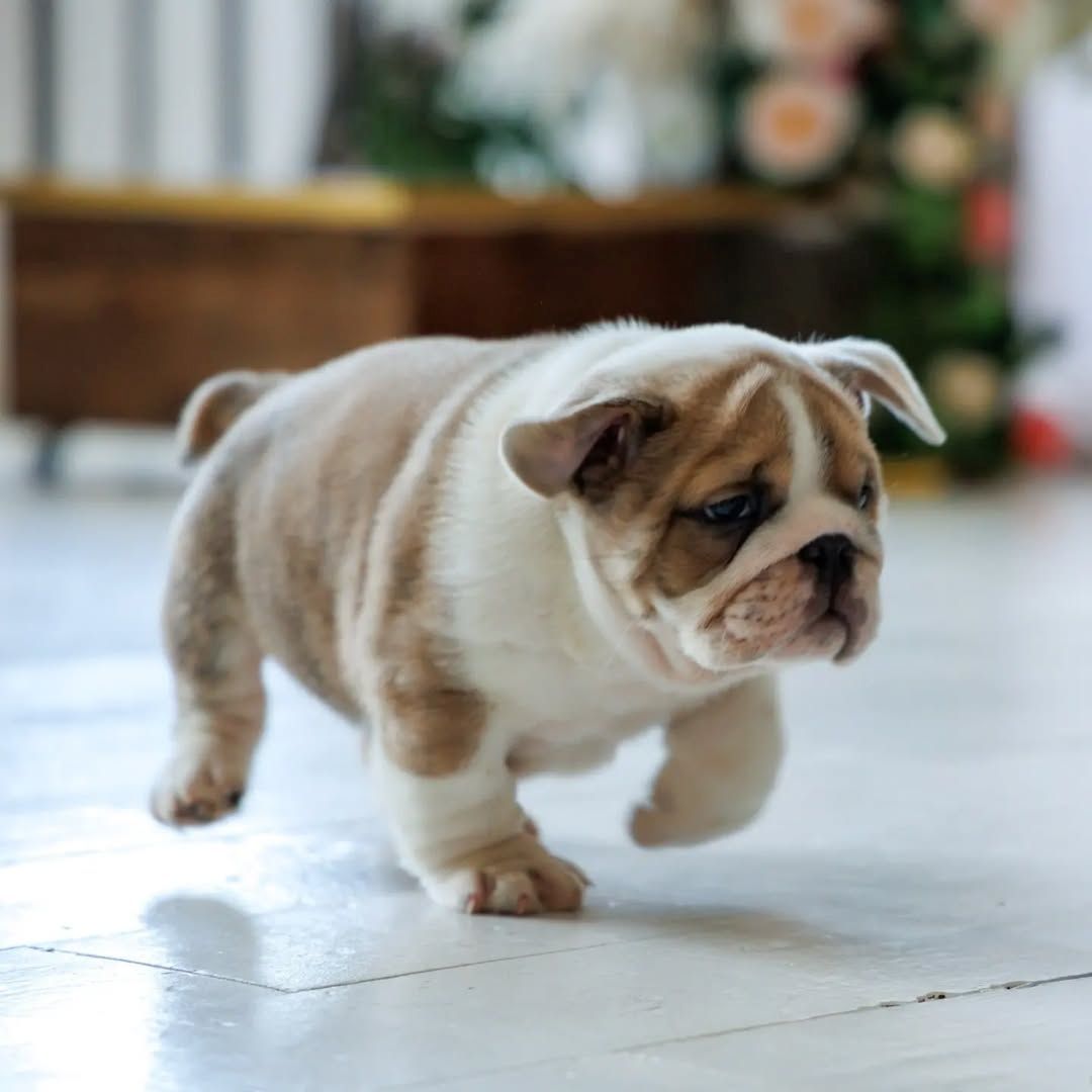 TOP OEB Old English Bulldog  Welpen suchen ein Zuhause.