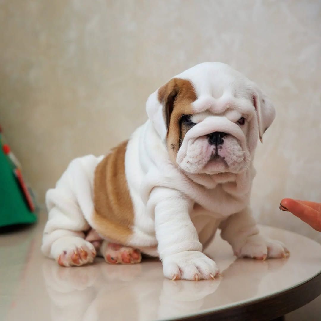 TOP OEB Old English Bulldog  Welpen suchen ein Zuhause.