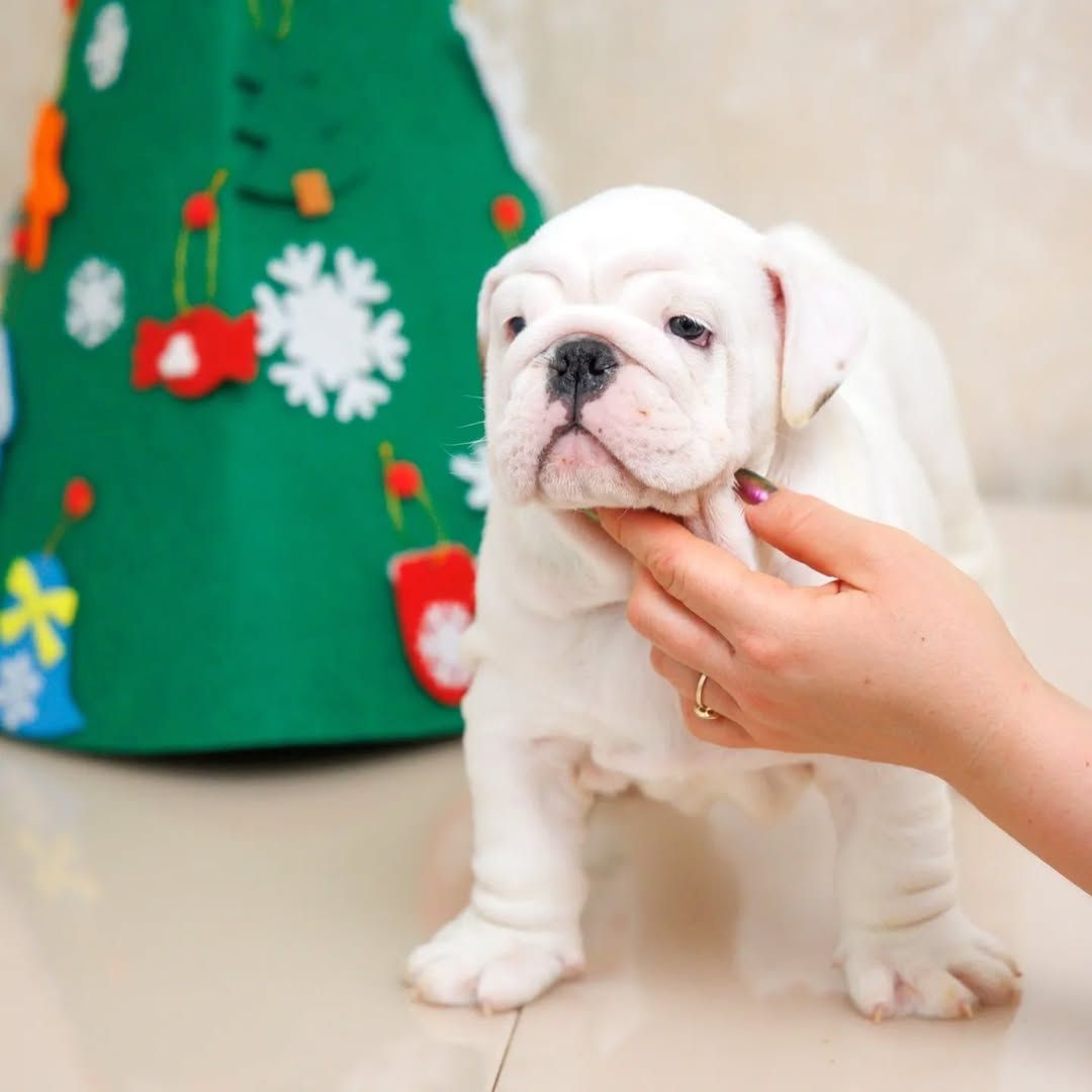 TOP OEB Old English Bulldog  Welpen suchen ein Zuhause.