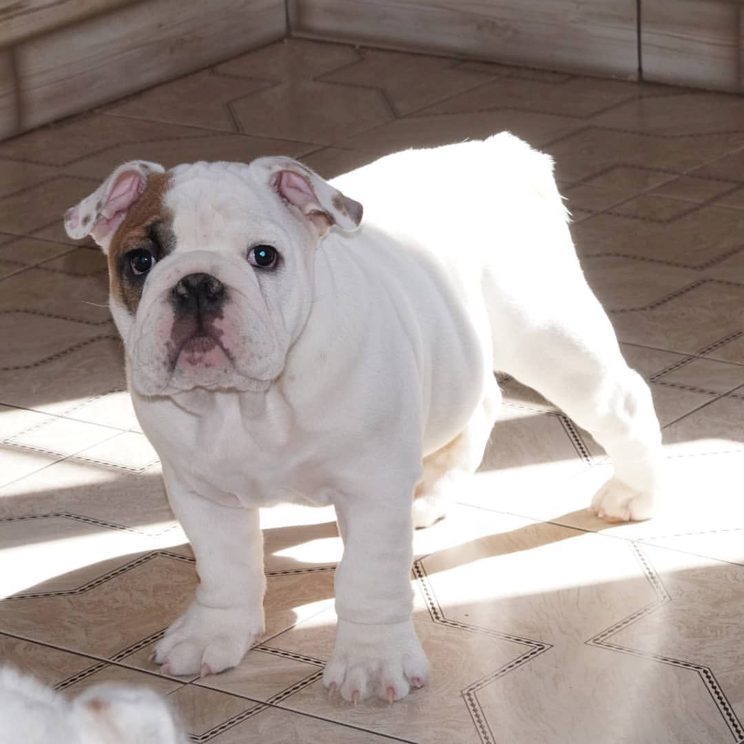 TOP OEB Old English Bulldog  Welpen suchen ein Zuhause.