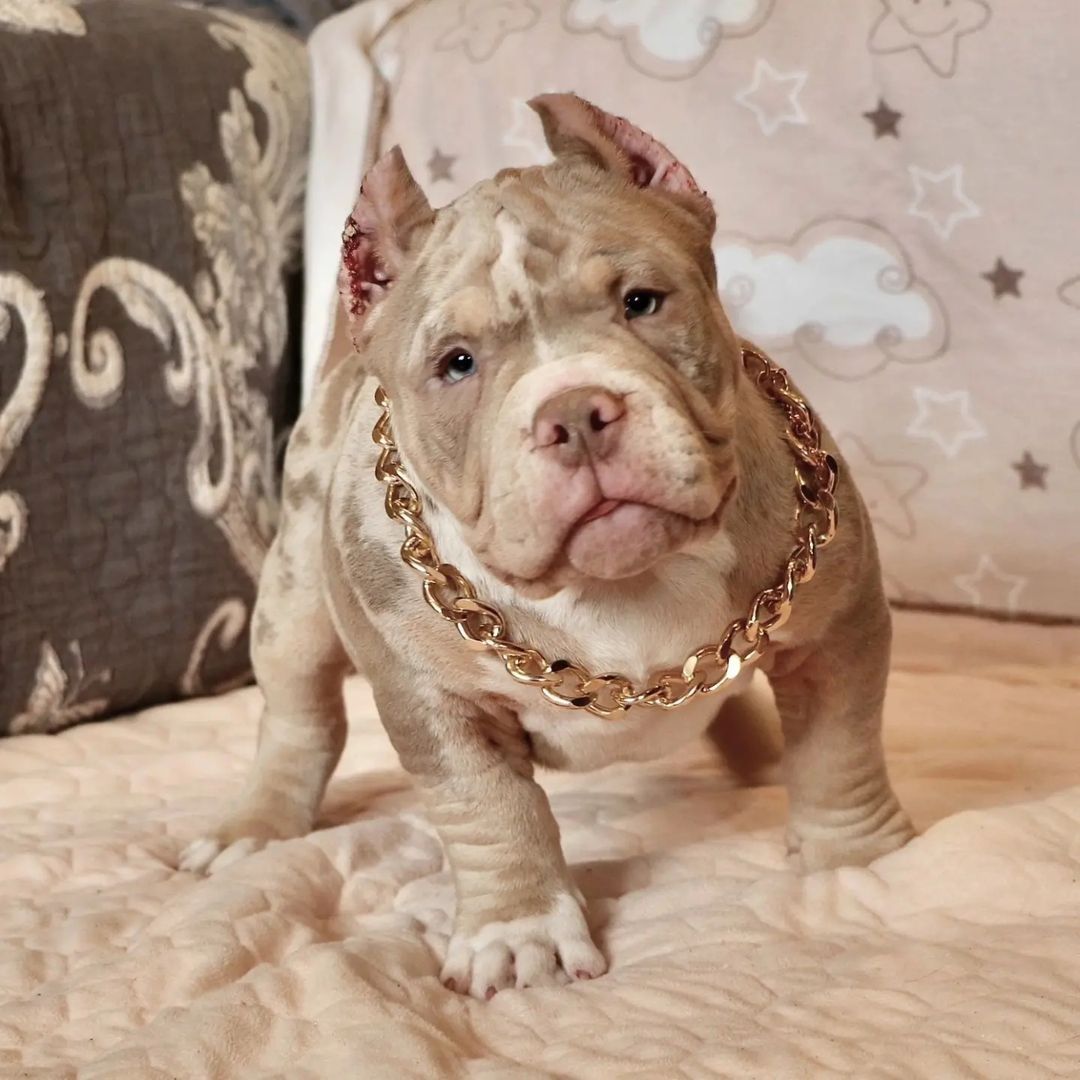 American Bully-Welpen. (Taschen, Normalgrößen und XL)
