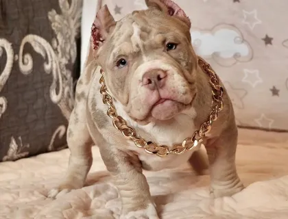 American Bully-Welpen. (Taschen, Normalgrößen und XL)