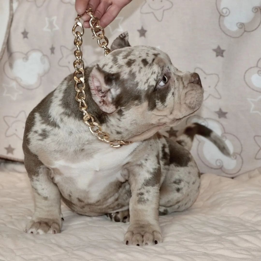 American Bully-Welpen. (Taschen, Normalgrößen und XL)