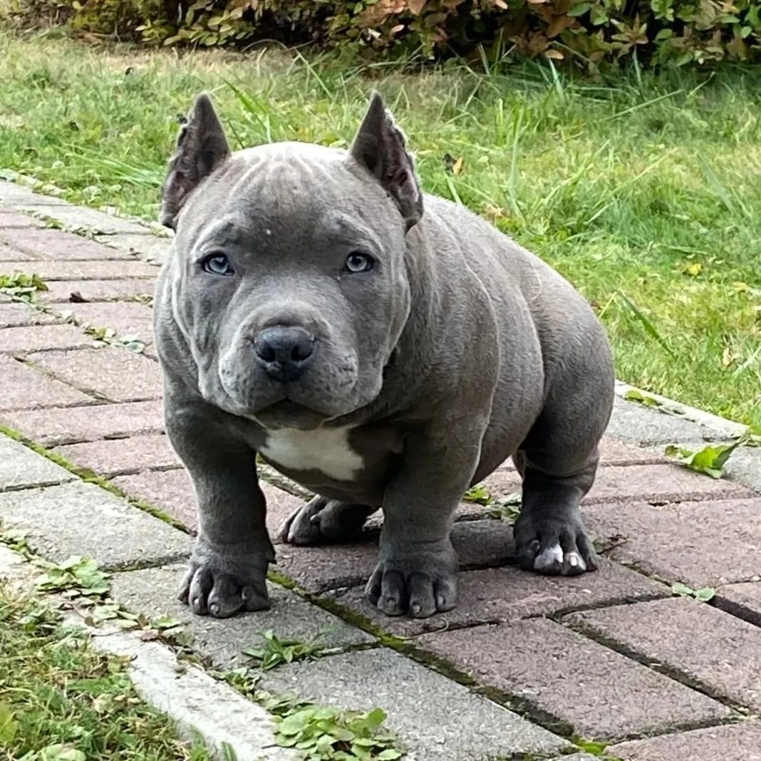 American Bully-Welpen. (Taschen, Normalgrößen und XL)