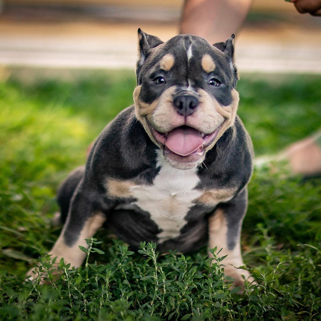 American Bully-Welpen. (Taschen, Normalgrößen und XL)