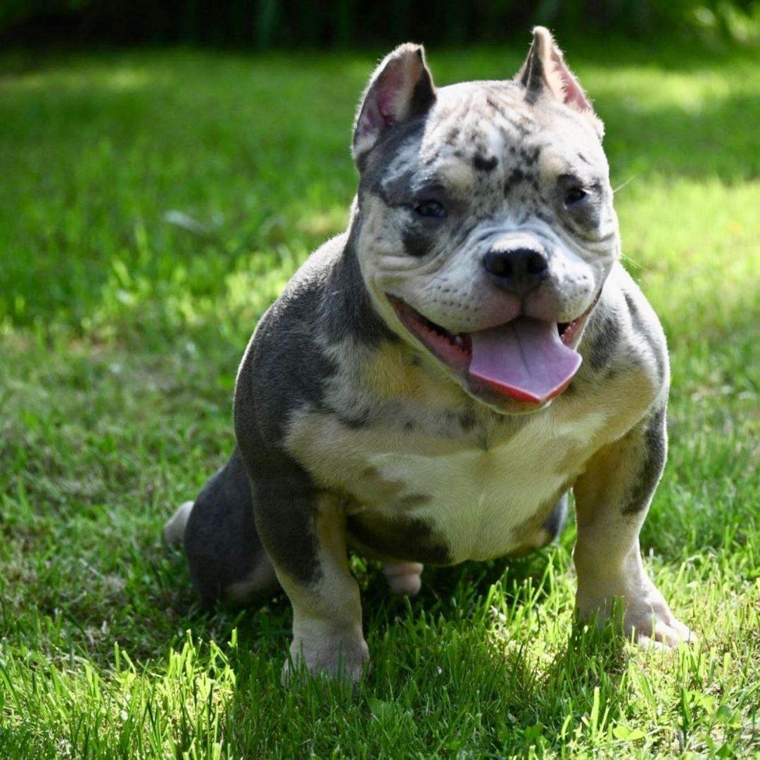 American Bully-Welpen. (Taschen, Normalgrößen und XL)