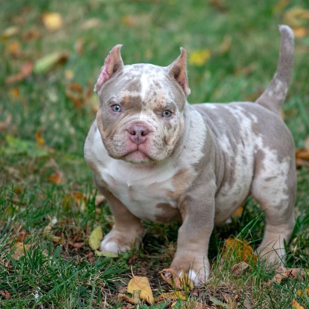 American Bully-Welpen. (Taschen, Normalgrößen und XL)