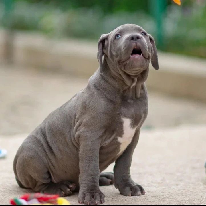 American Bully-Welpen. (Taschen, Normalgrößen und XL)