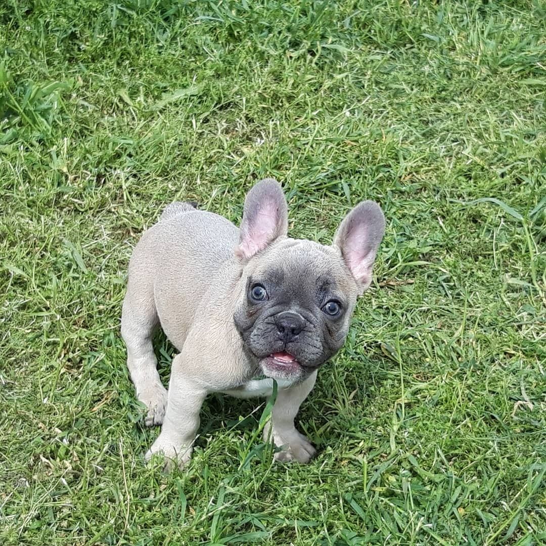 Schöne Französische Bulldoggenwelpen verfügbar.