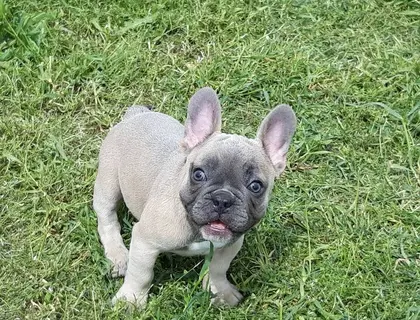 Schöne Französische Bulldoggenwelpen verfügbar.