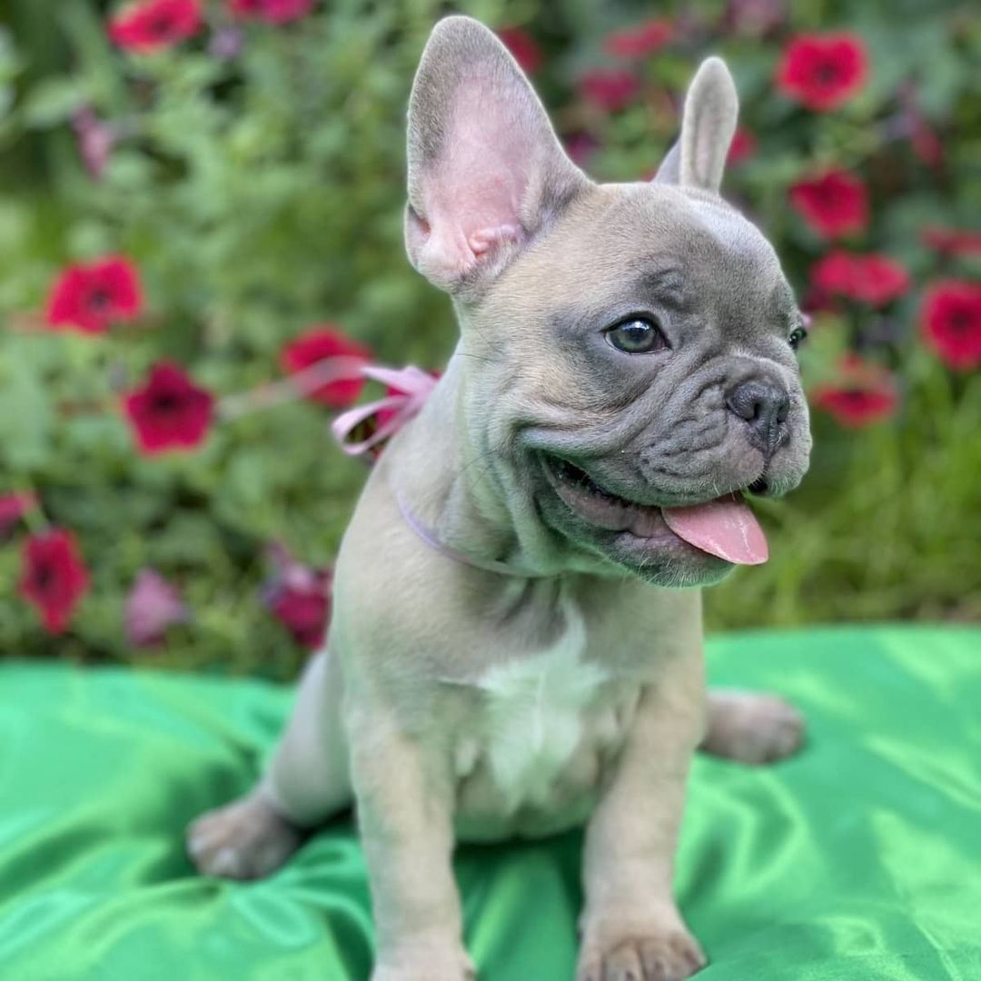 Schöne Französische Bulldoggenwelpen verfügbar.