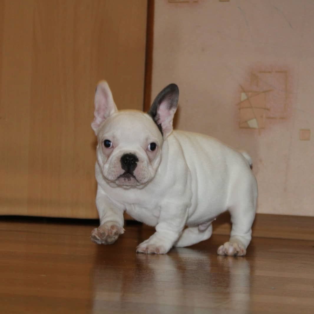 Schöne Französische Bulldoggenwelpen verfügbar.