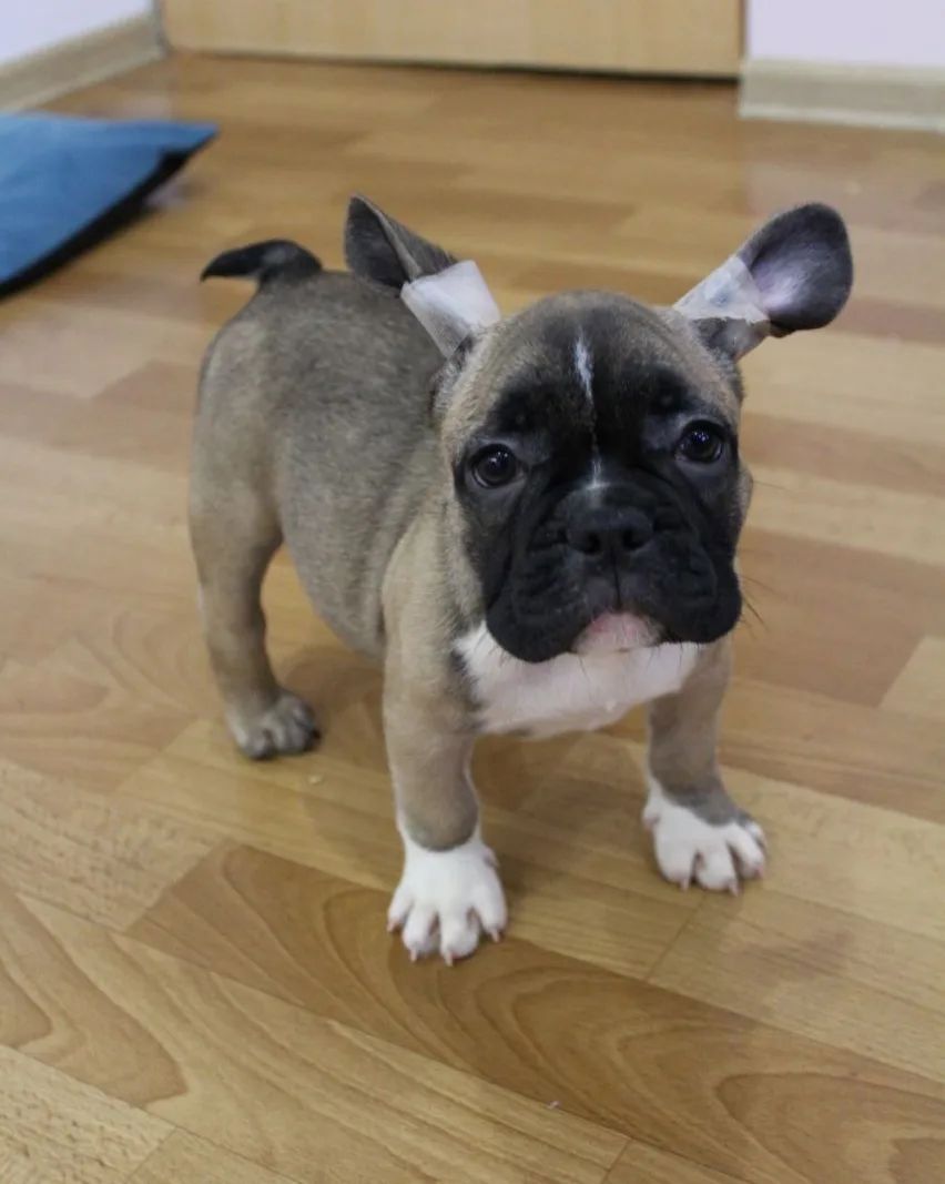 Schöne Französische Bulldoggenwelpen verfügbar.