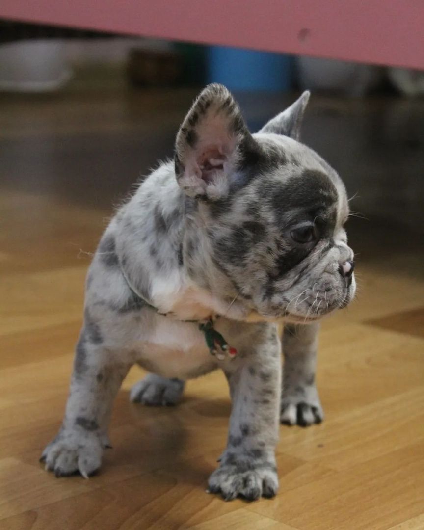 Schöne Französische Bulldoggenwelpen verfügbar.