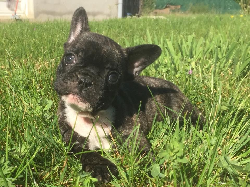 Schöne Französische Bulldoggenwelpen verfügbar.