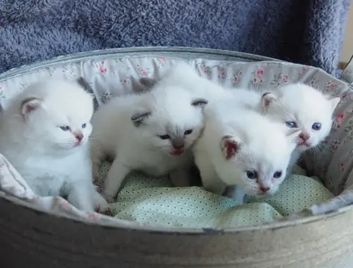 Ragdoll Male and Female Kittens .