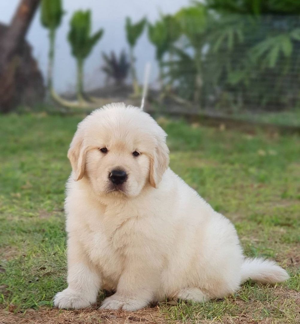 Golden Retriever Welpen