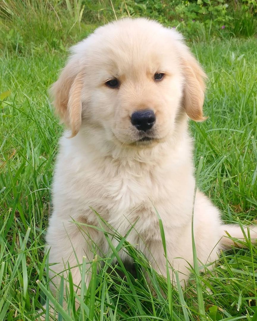 Golden Retriever Welpen