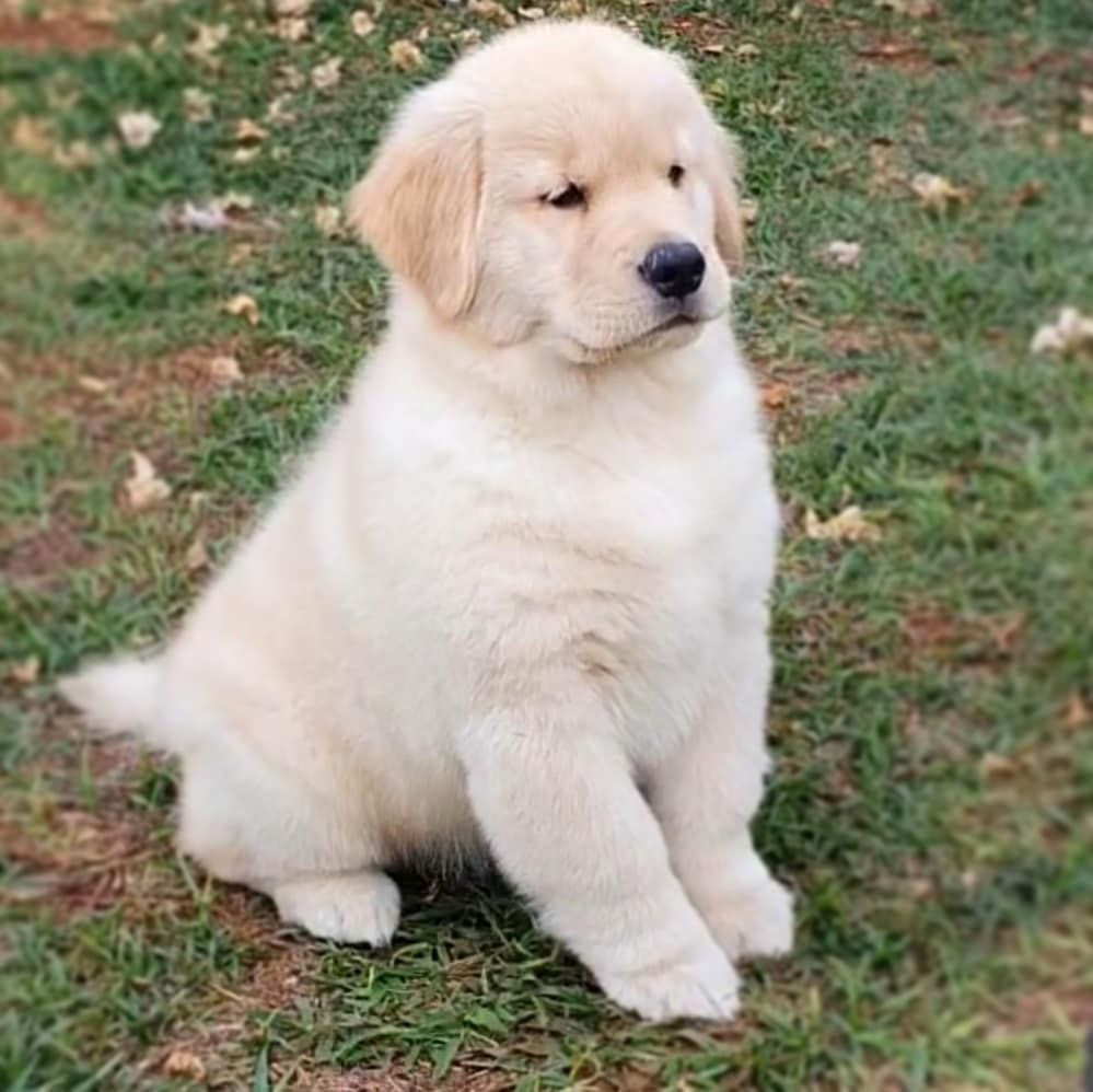 Golden Retriever Welpen