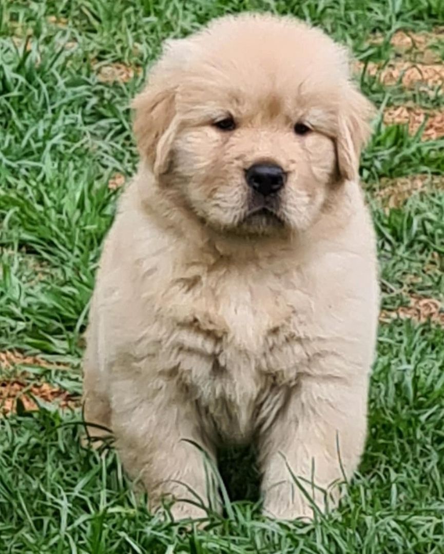 Golden Retriever Welpen