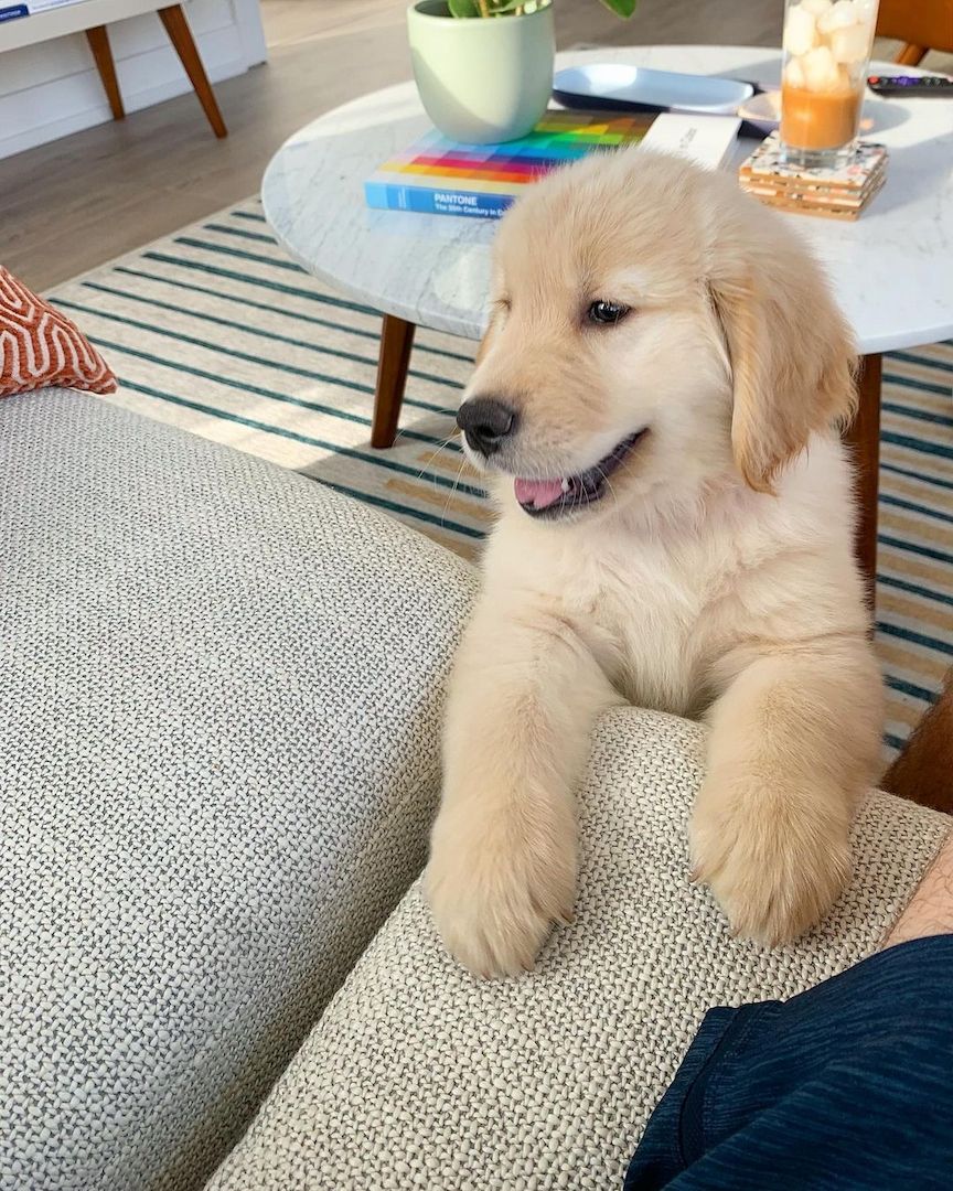 Golden Retriever Welpen