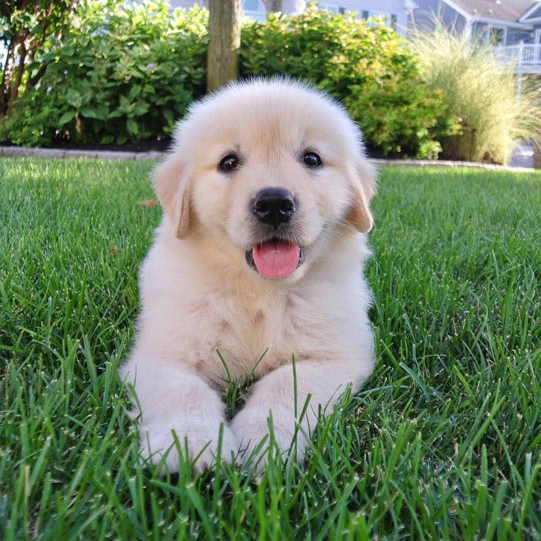 Golden Retriever Welpen