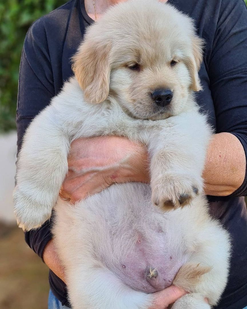 Golden Retriever Welpen