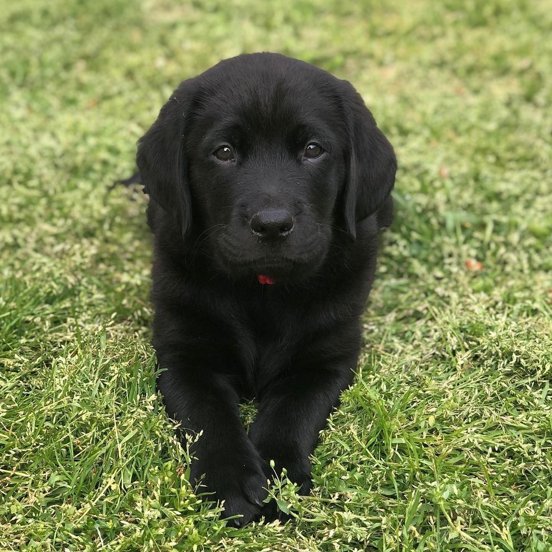 Schöne Labrador-Welpen verfügbar. Schöne Labrador-Welpen verfügbar.