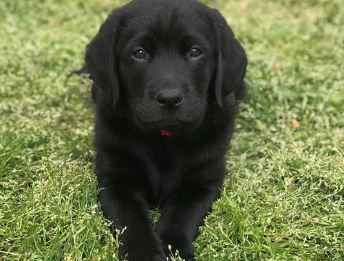 Schöne Labrador-Welpen verfügbar.