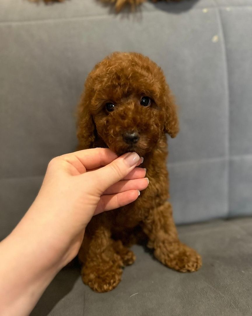 Schöne Zwergpudelwelpen für ein neues Zuhause.