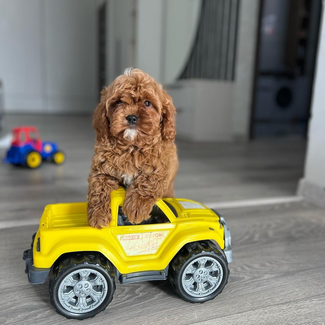 Schöne Zwergpudelwelpen für ein neues Zuhause.
